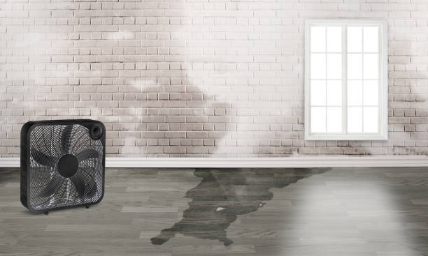 Best Water damage cleanup near me  in Fairmount, NY